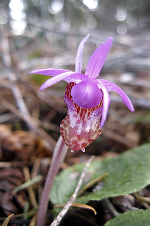 calypso orchid