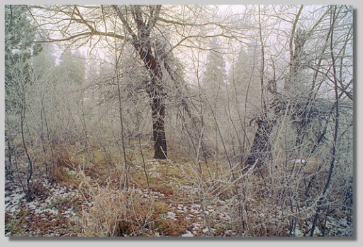 woods near Black Butte creek - by NBF